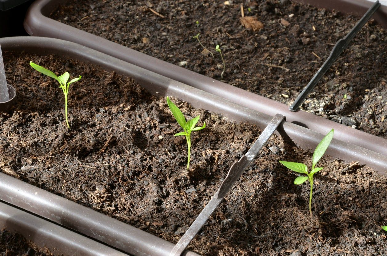 Potted Hot Pepper Sprouts