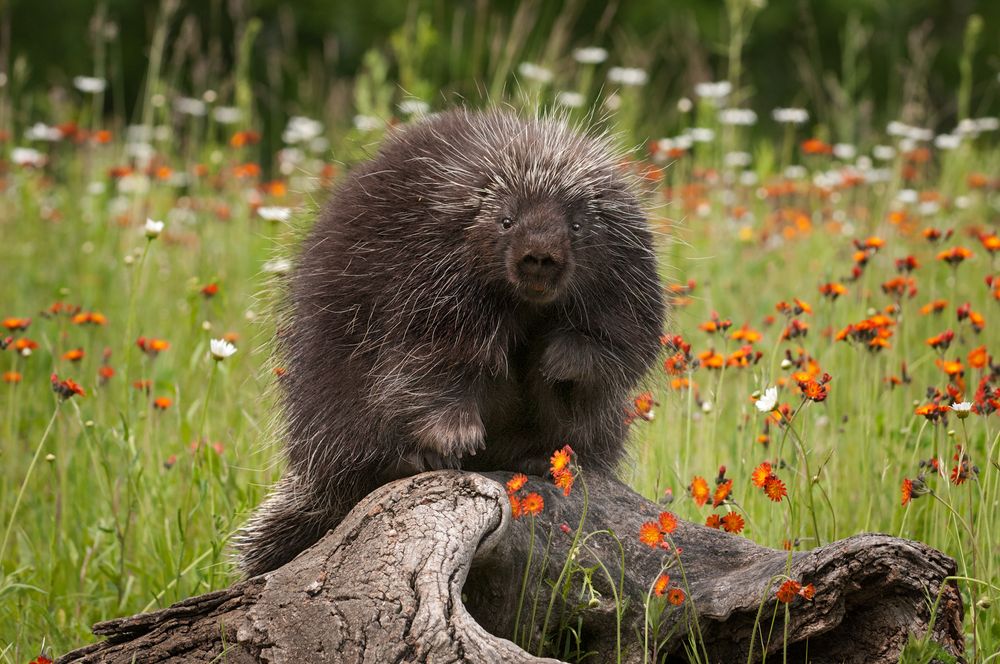 porcupine