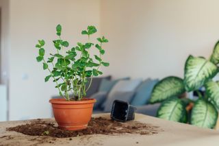 mint growing in a terracotta pot