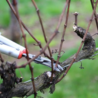 Pruning in winter