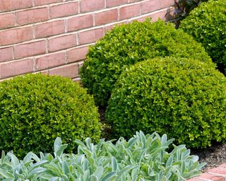 BUXUS MICROPHYLLA (CLIPPED BOX BALLS)