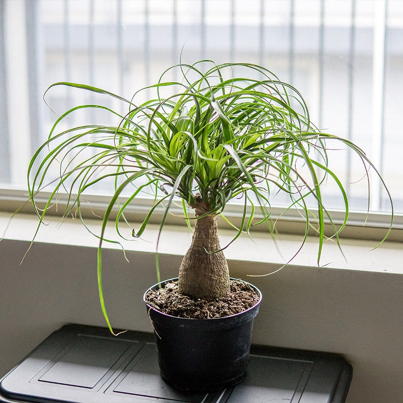 Ponytail Palm Tree