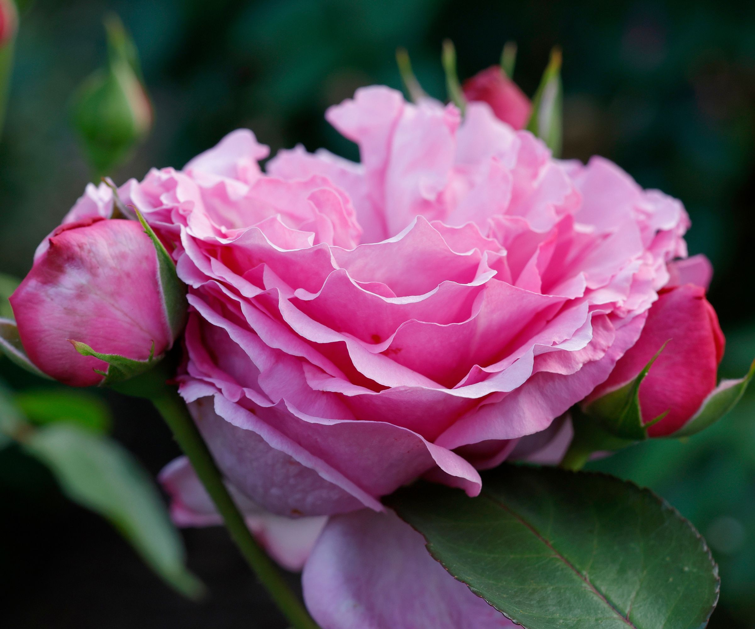 The Yves Piaget Rose is a Hybrid Tea Rose renowned for its large, heavily ruffled, peony-like blooms and its strong, intoxicating fragrance. Named after Yves Piaget, a famous Swiss jeweler, this rose is celebrated for both its stunning beauty and its luxurious scent, making it a popular choice for both gardens and cut flower arrangements.