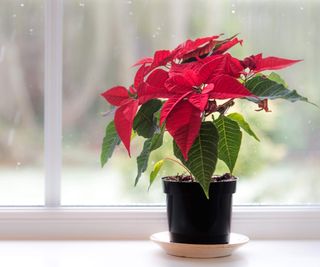 A red poinsettia on a Christmas windowsill