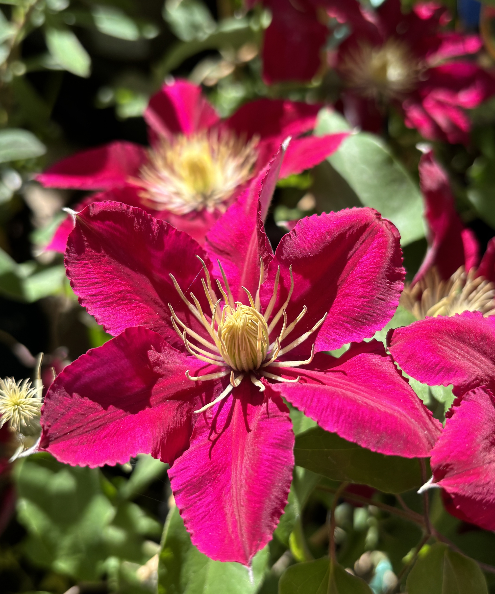 a ruby red flower of new variety Clematis Elpis, bred for a compact garden