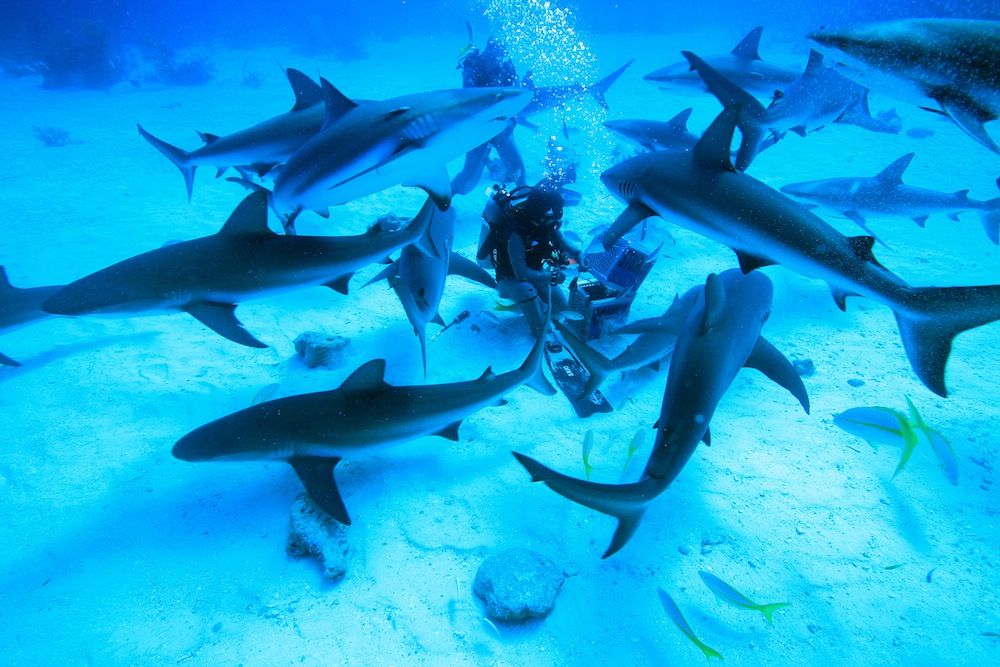 feeding reef sharks in the Caribbean