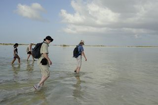 Flamingo researchers walk through the water