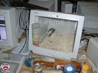 Make A Hamster Cage