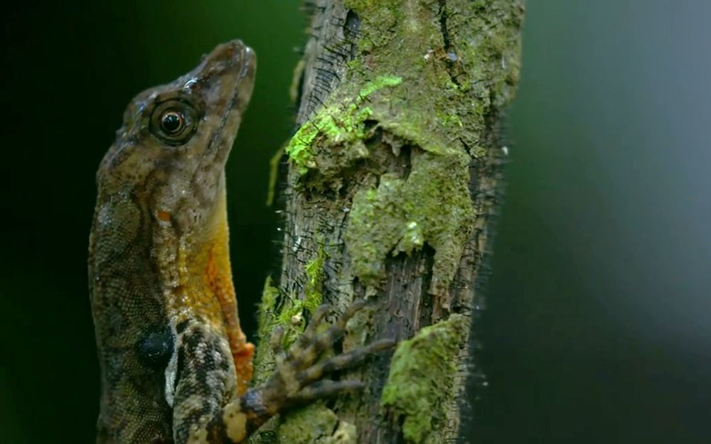 Watch First Ever Footage Of A Lizard Breathing Underwater Live Science