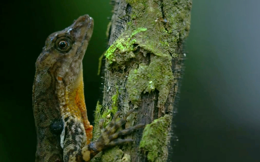 WATCH: First-Ever Footage of a Lizard Breathing Underwater | Live Science