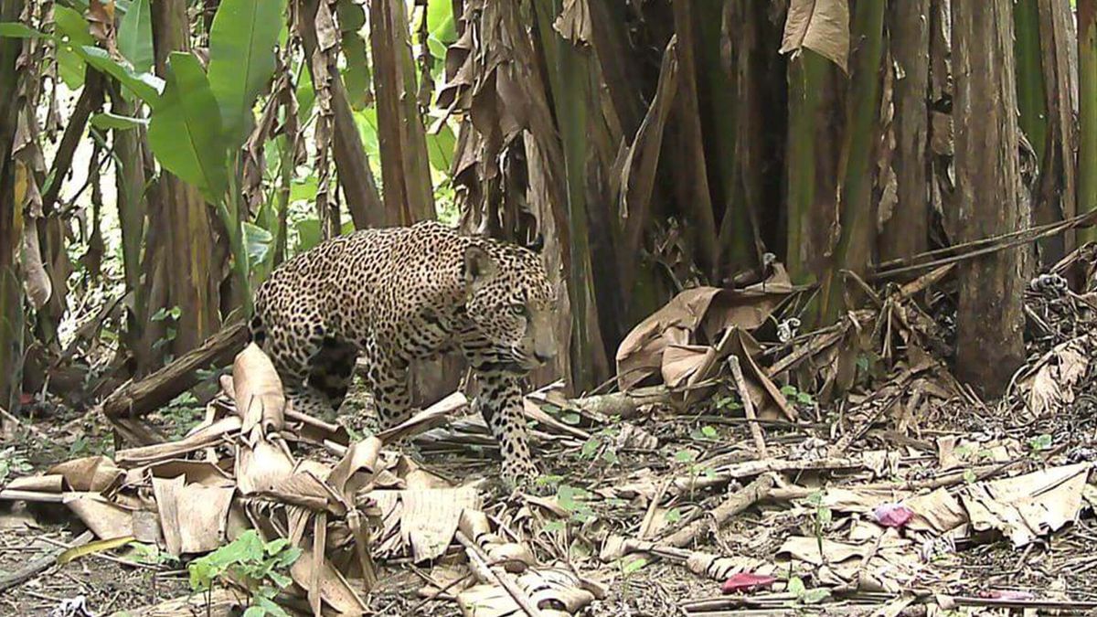 Trail cam footage of adult jaguar walking in forested area.