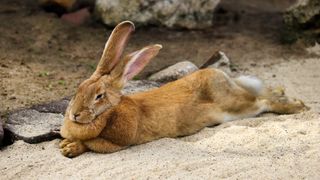 Flemish giant rabbit