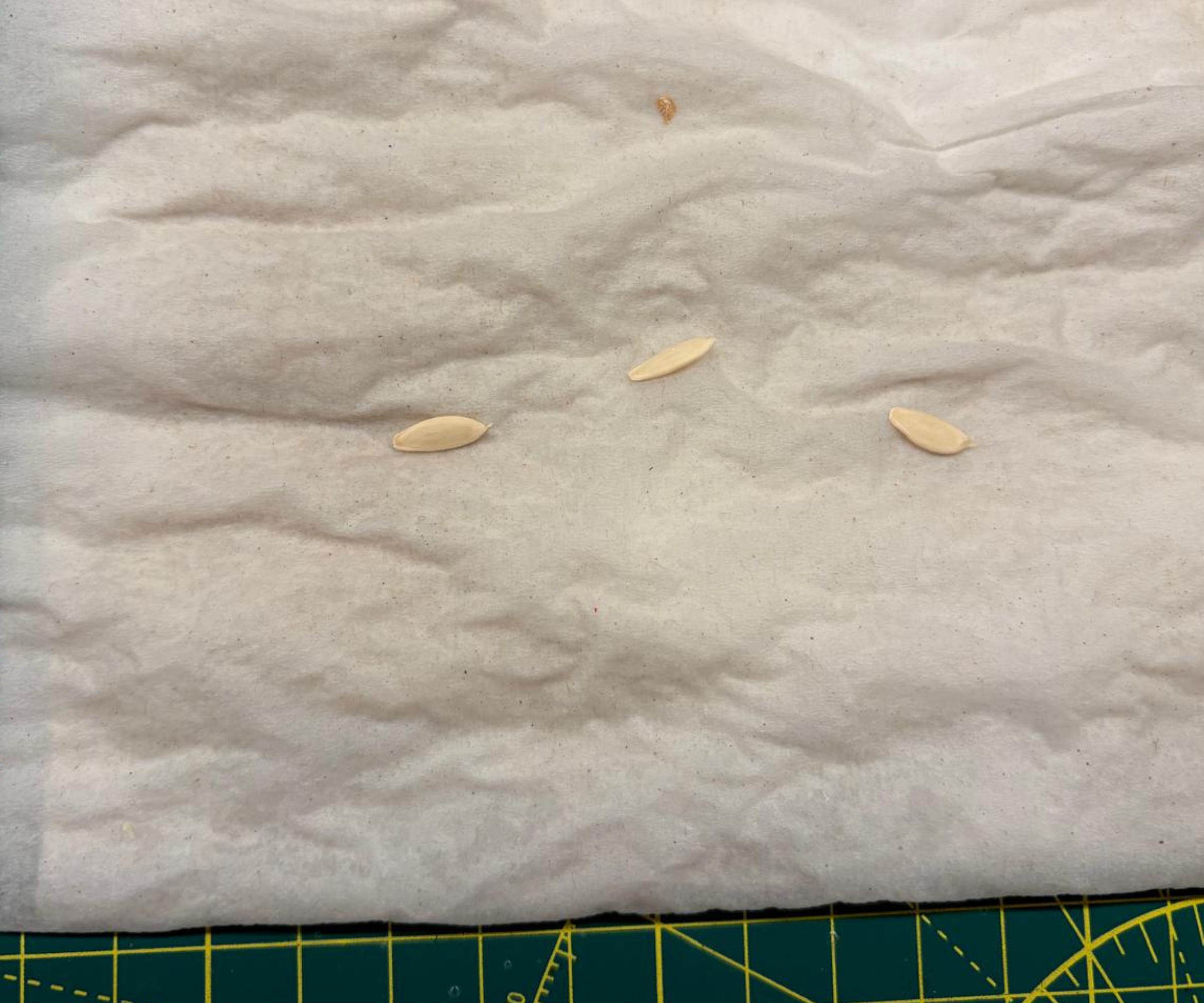 CUCUMBER SEEDS ON WET TOWEL