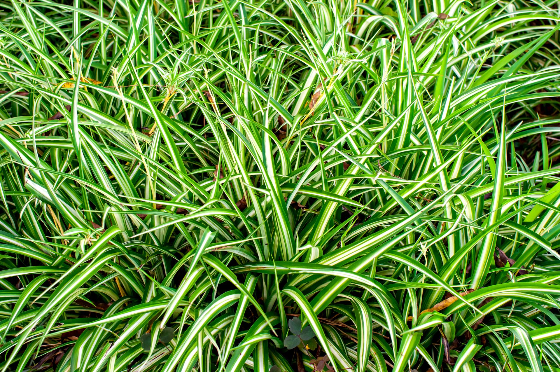 Carex / Sedge