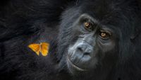 A gentle gorilla with deep, expressive eyes gazes softly as a vibrant orange butterfly rests on its dark fur, conveying a serene connection with nature
