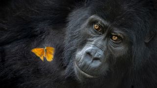A gentle gorilla with deep, expressive eyes gazes softly as a vibrant orange butterfly rests on its dark fur, conveying a serene connection with nature