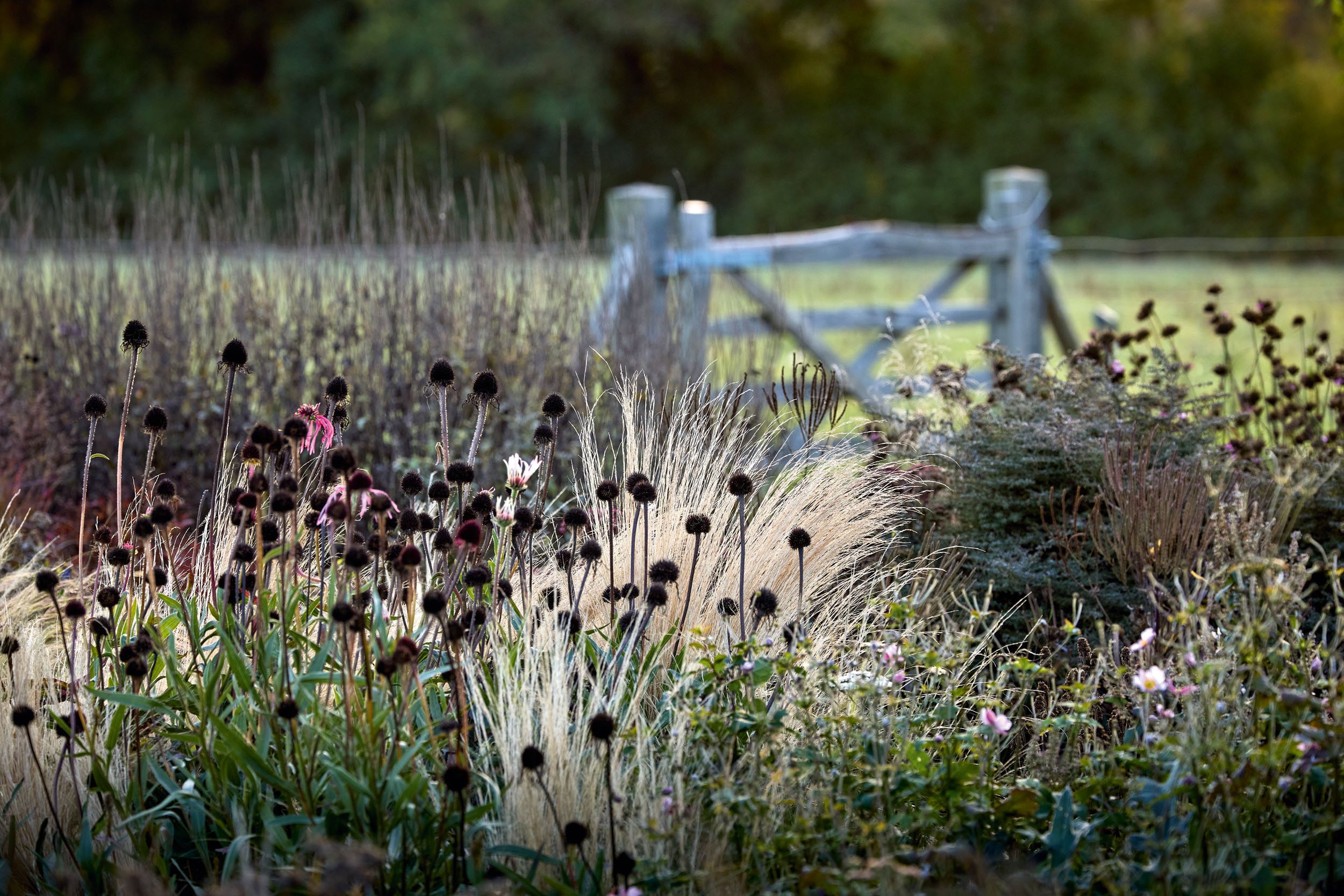 The garden at Shillies Barn, Suffolk
