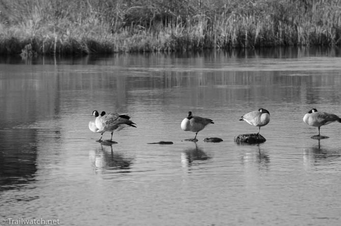 Scene from the river next to the race venue