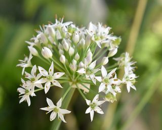 How-to-identify-wildflowers-garlic-crocus