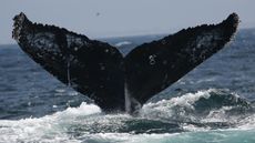 A whale tail image taken just out of water.