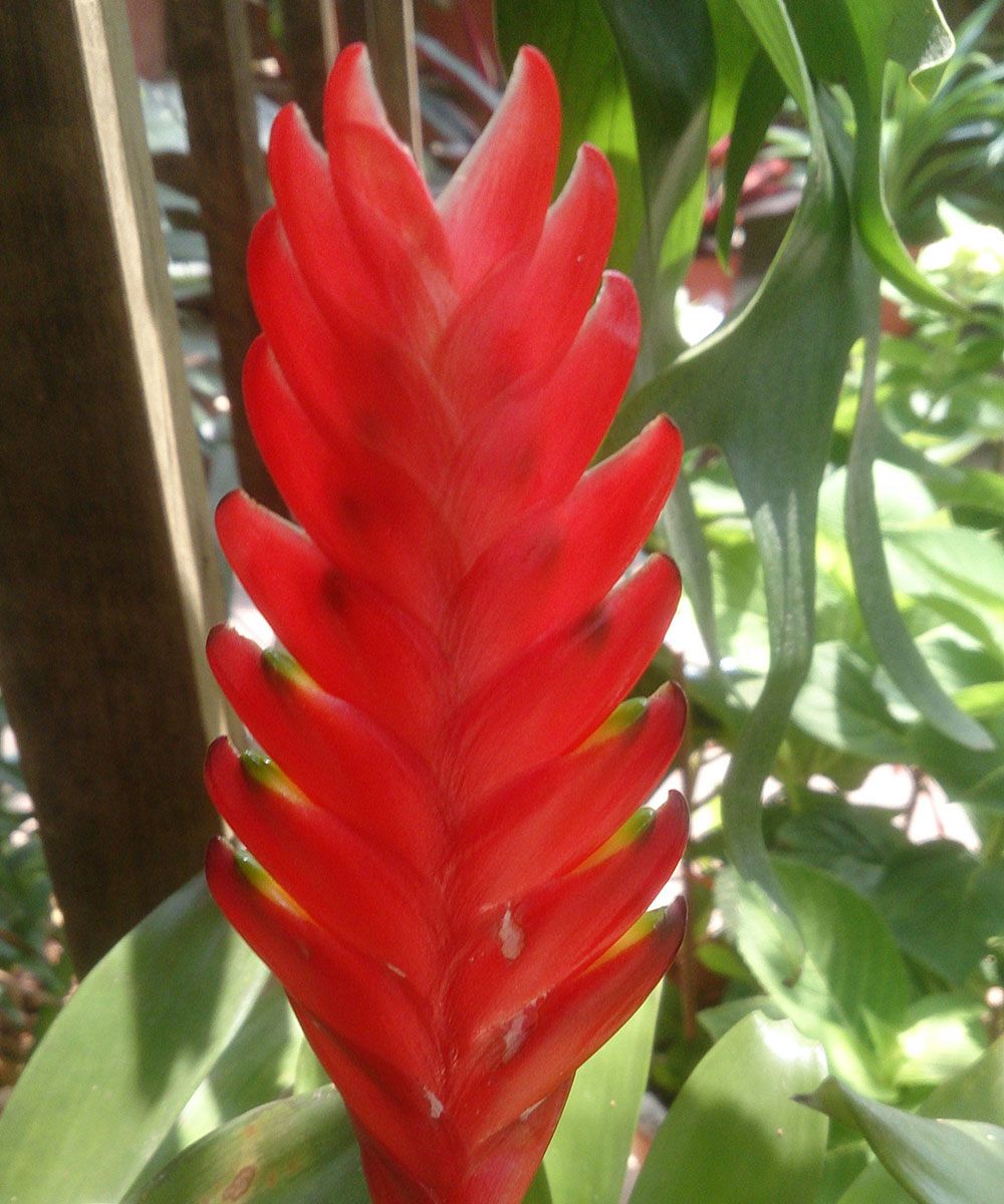 Pet-friendly houseplants