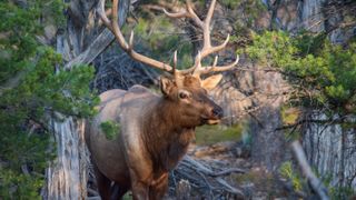 Elk at Grand Canyon National Park, USA