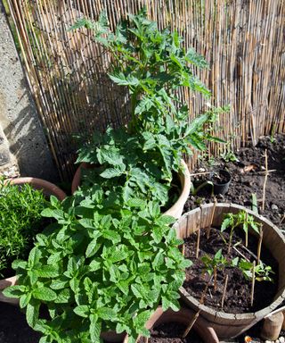 Pots with Tomato Plants and Mint in Garden