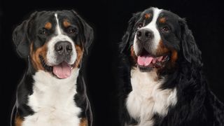 Close up portraits of Swiss Mountain Dog and Bernese Mountain Dog on black background