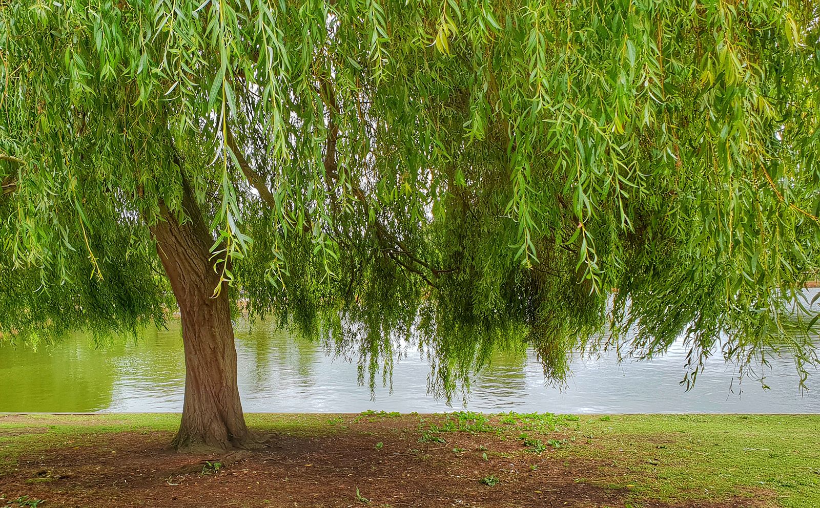 Best trees for shade including fastgrowing varieties Homes & Gardens