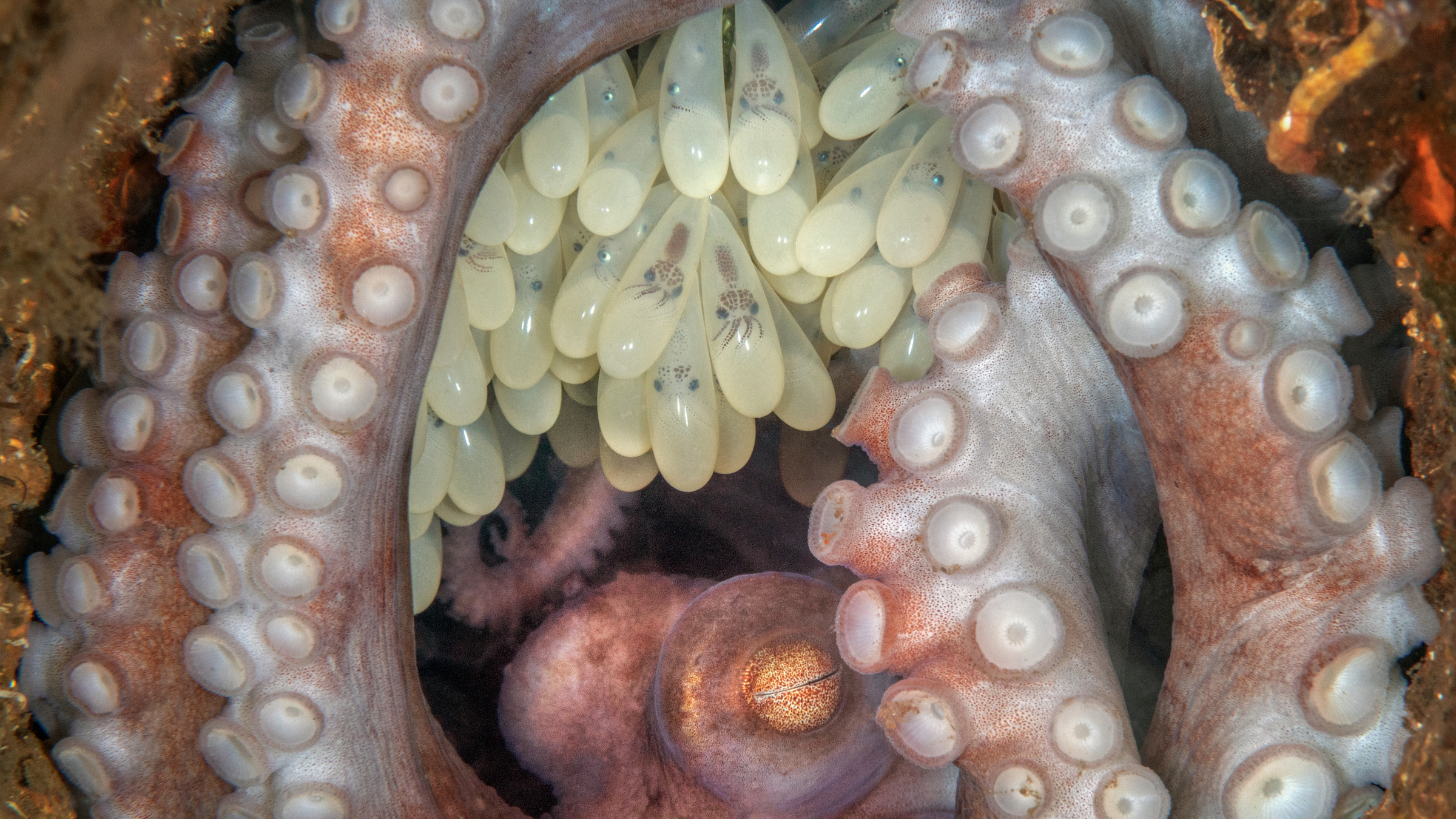 A mother octopus waits for her eggs to hatch.