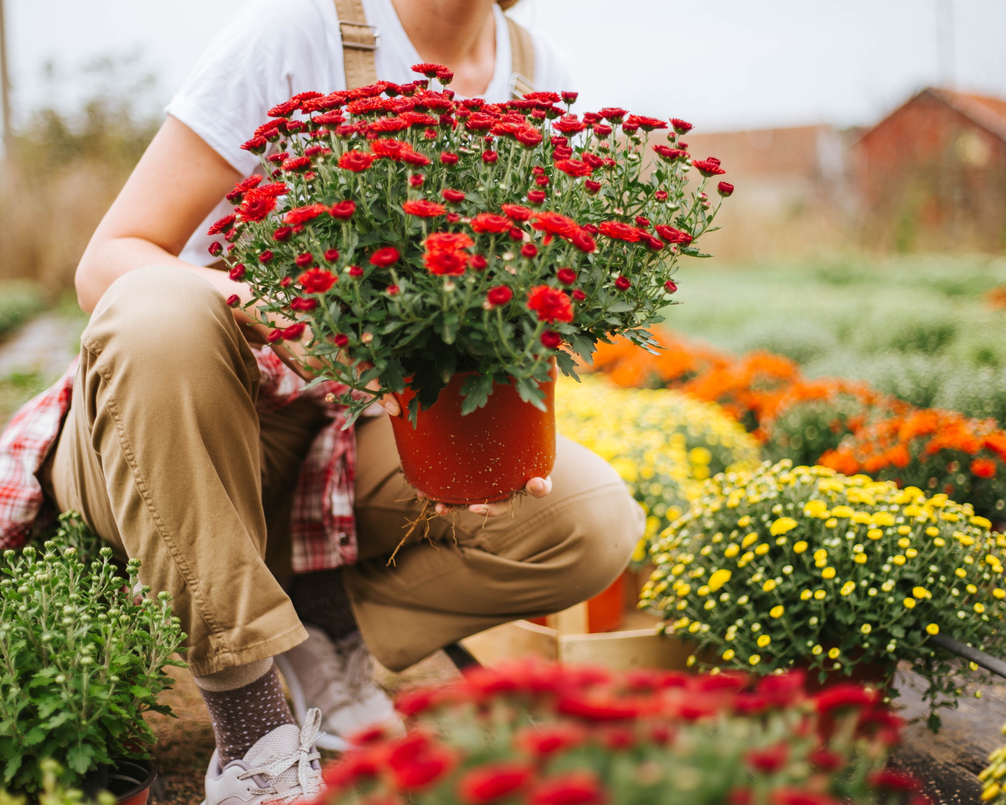 Young woman chooses potted mum