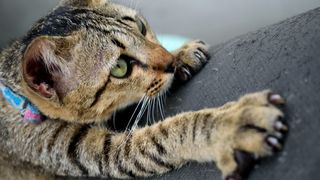 Cat scratching on side of couch