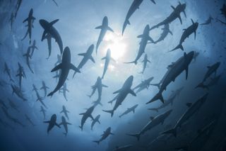 Underwater silhouetted view of silky sharks gathering in spring for mating rituals, Roca Partida, Revillagigedo, Mexico.
