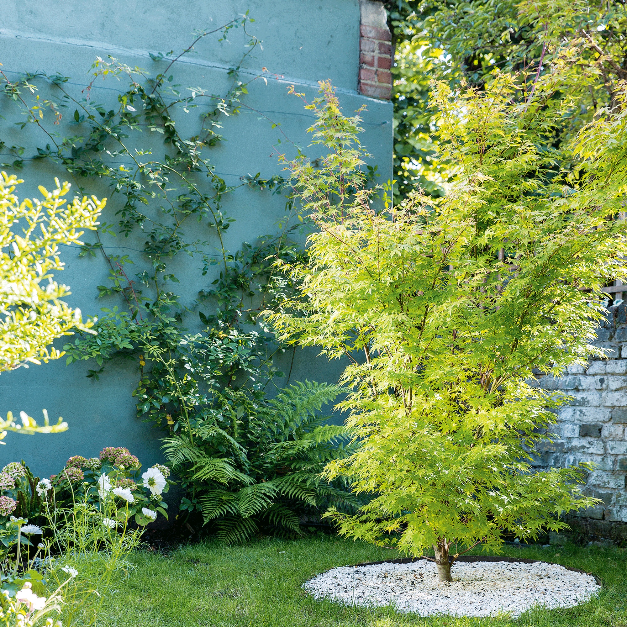 Tree in garden with blue wall