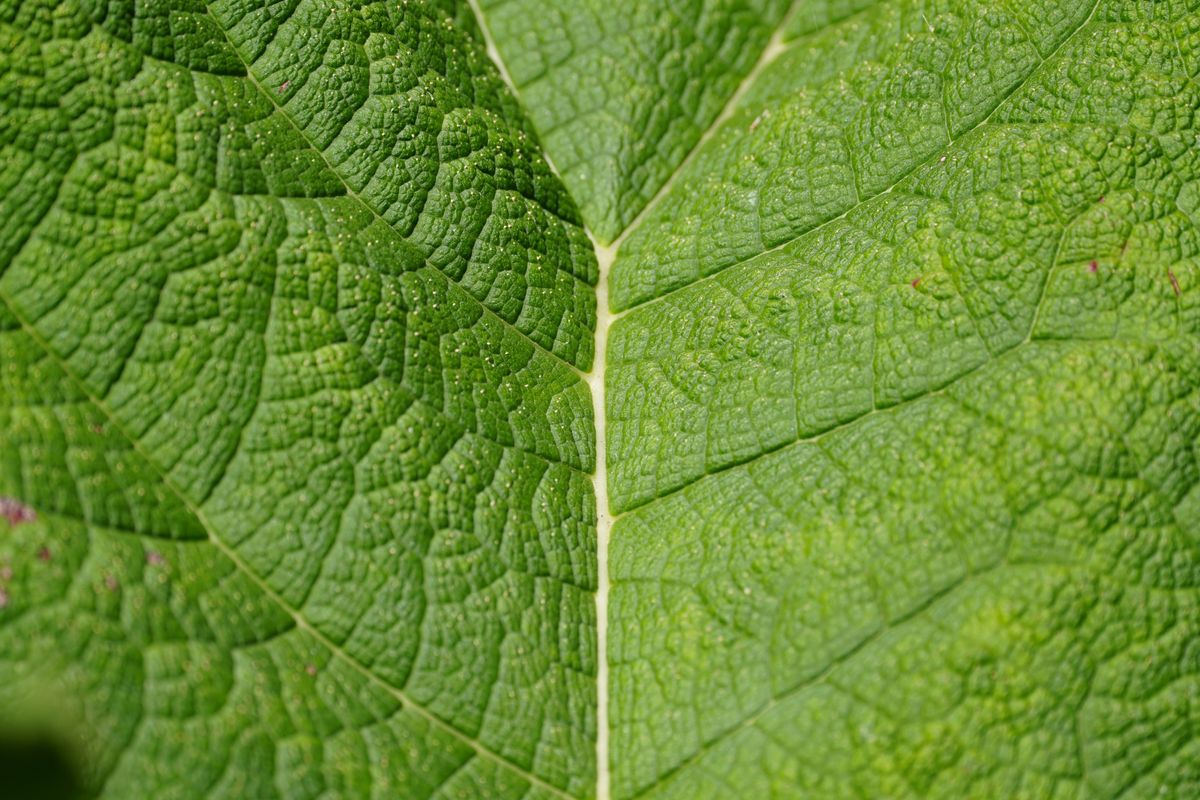 Sony FE 600mm f/6.3 GM OSS sample image