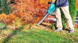 Blowing leaves with a leaf blower