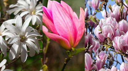composite for magnolias