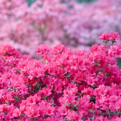 pink azaleas flowering abundantly in spring