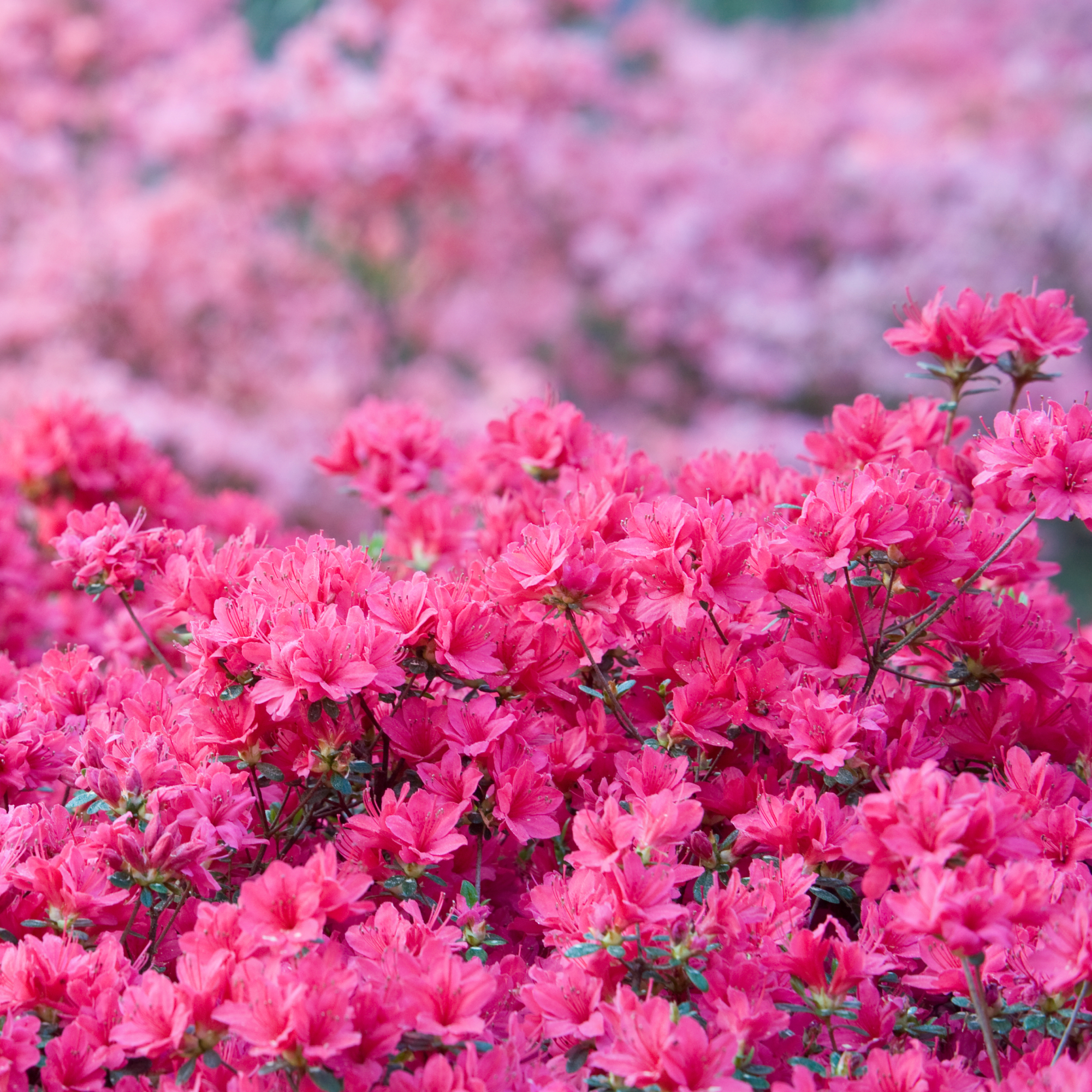 pink azaleas flowering abundantly in spring