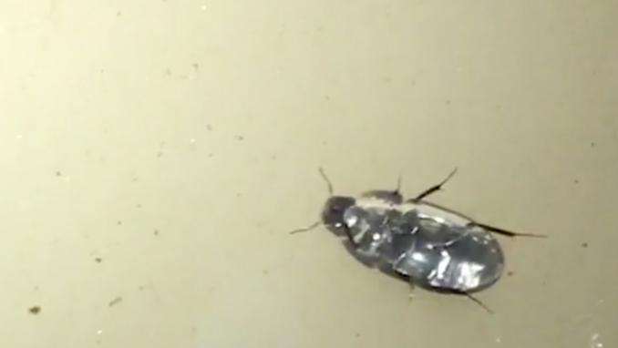 This beetle can walk upside down on the underside of a pool of water
