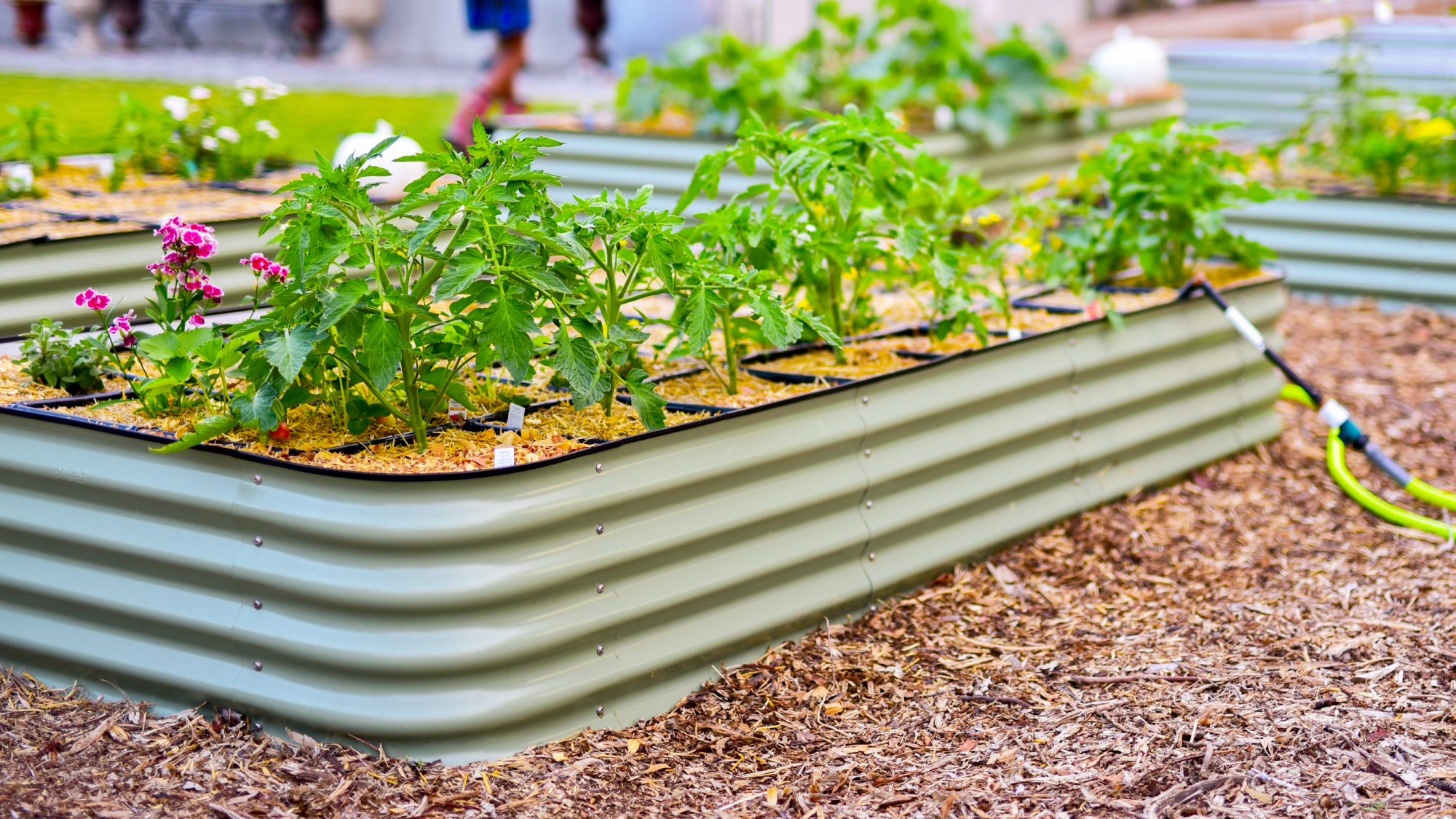 raised bed garden with drip irrigation
