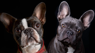 Boston Terrier vs French Bulldog on a black background
