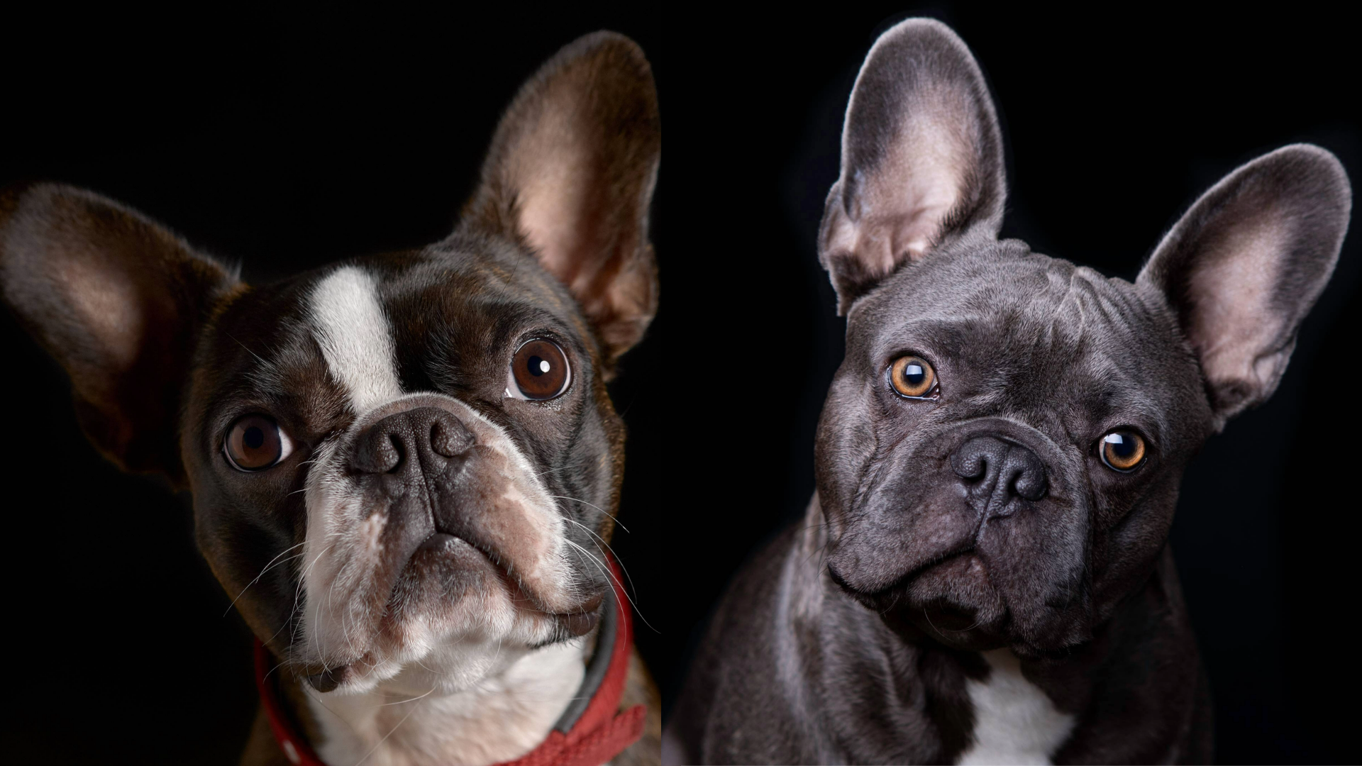 Boston Terrier vs French Bulldog on a black background