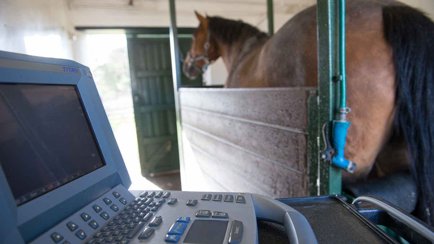 New research has been published looking at early pregnancy loss in equines.