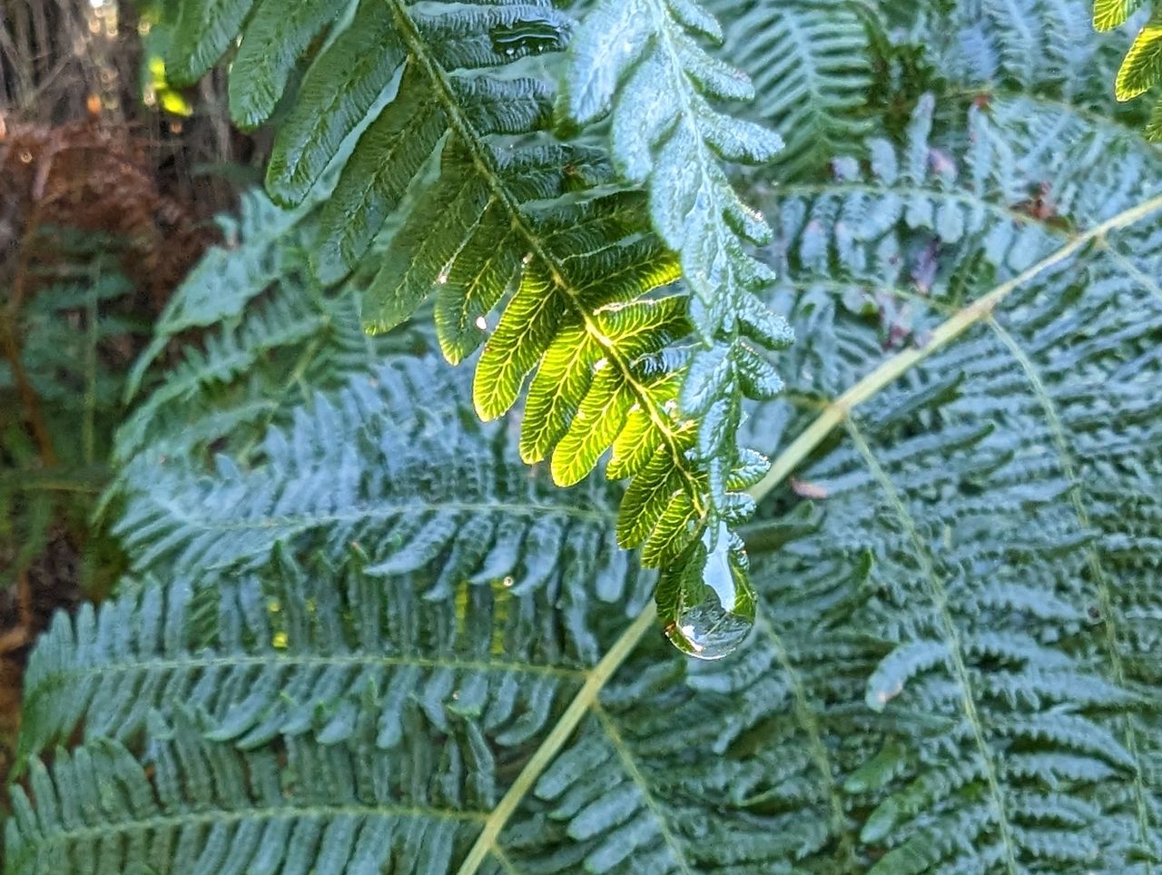 Google Pixel 7 Pro macro shots
