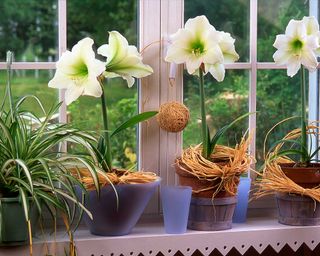 amaryllis plants on windowsill