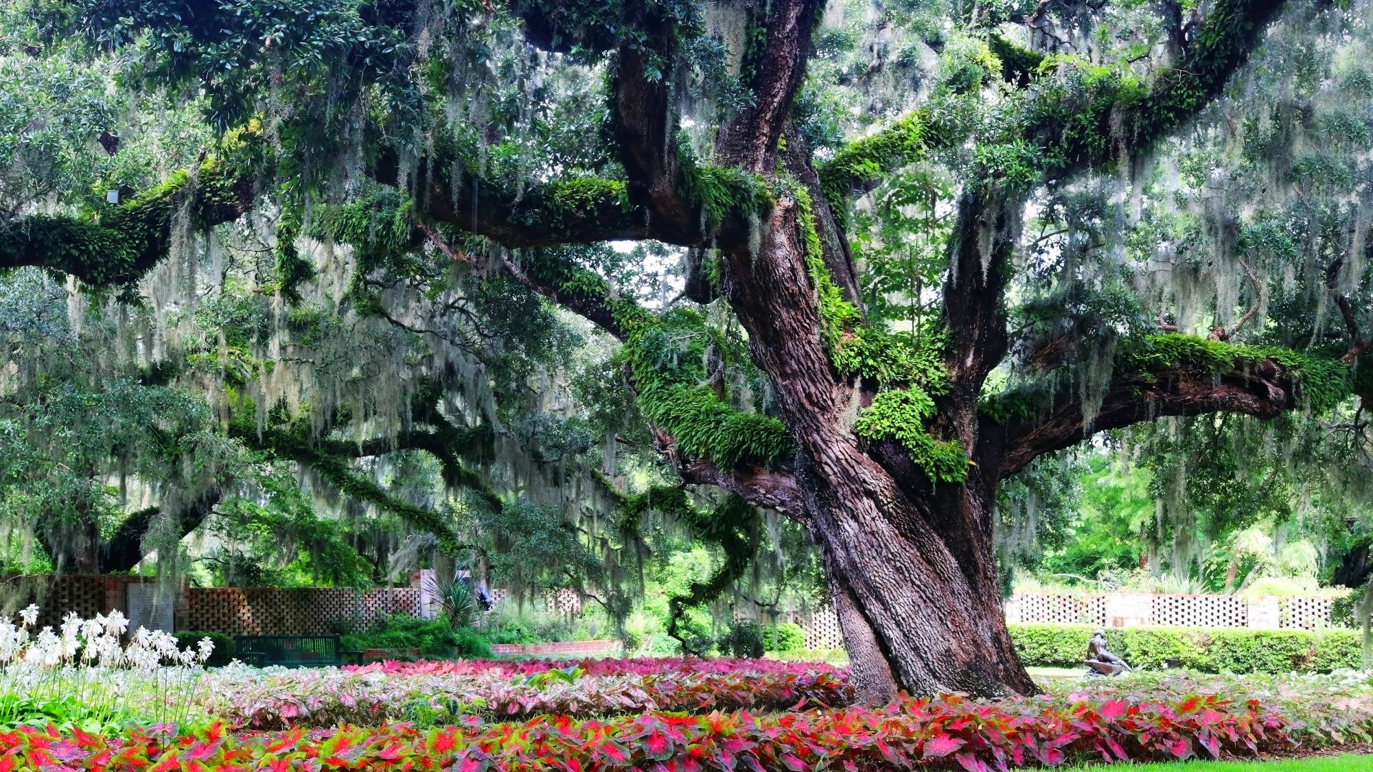 Zone 8 plants including a live oak