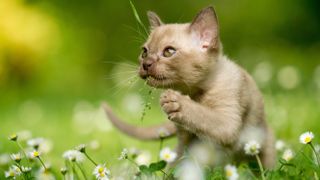 Burmese kitten