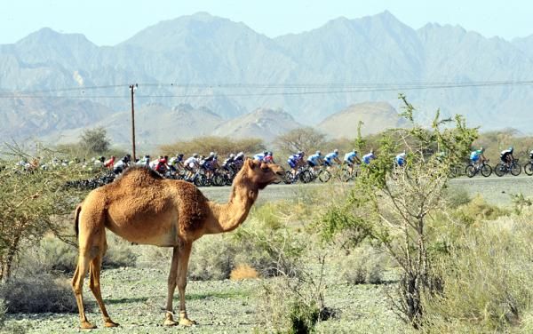 A lone camel watches the peloton with disinterest