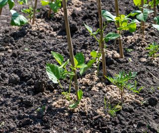 pellets to deter slugs and snails and tagetes planted as companion plants for French beans, to help repel pests